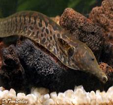 Granite Discus