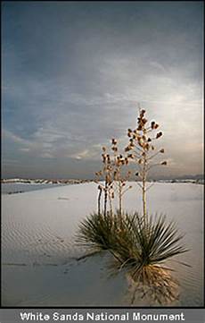 Granite Sands