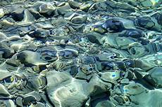 Marble Sea Grass